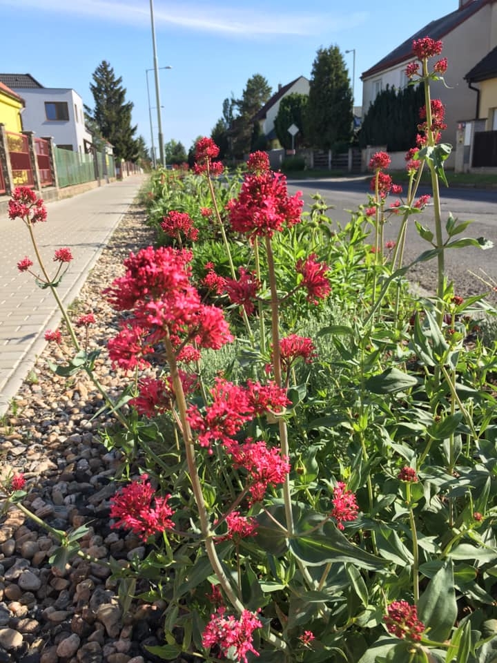 Květinov&yacute; p&aacute;s v Schoellerově ulici