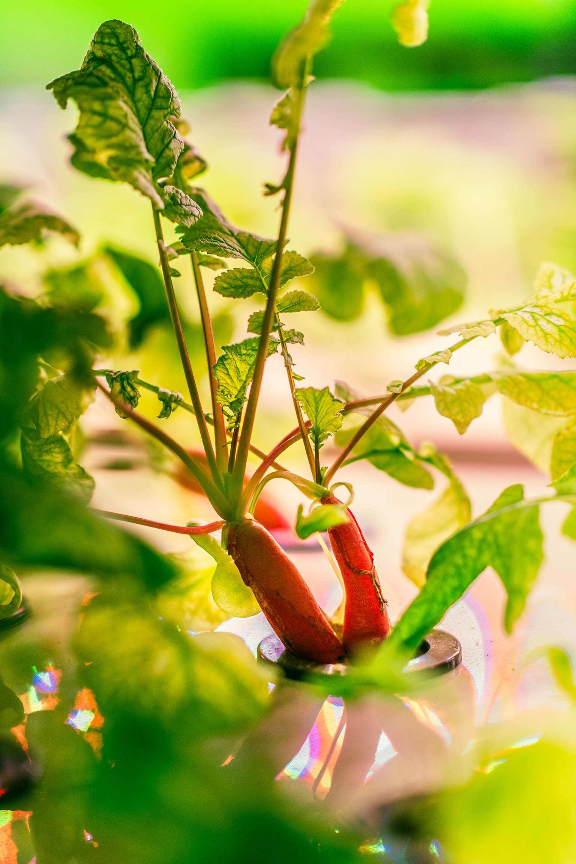 Aquaponick&aacute; laboratoř